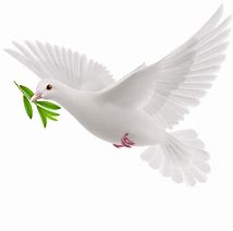 Picture of a Dove Picture of a Dove