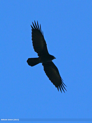 Picture of a Raven flying Picture of a Raven flying