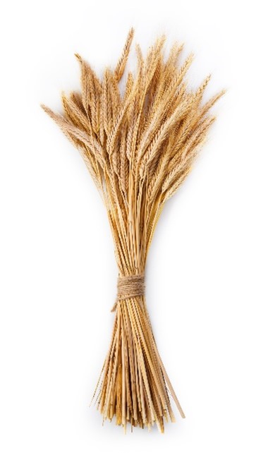 Bring in the Sheaves Bring in the Sheaves