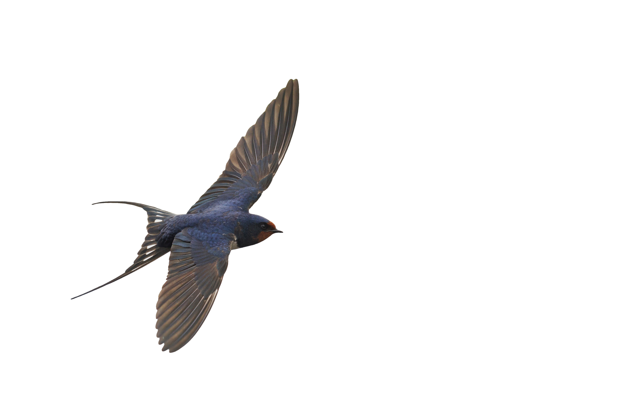 Swallow in Flight Swallow in Flight